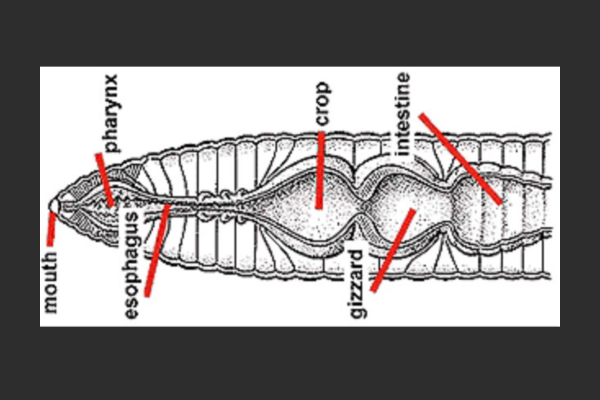 photo of a worms digestive system